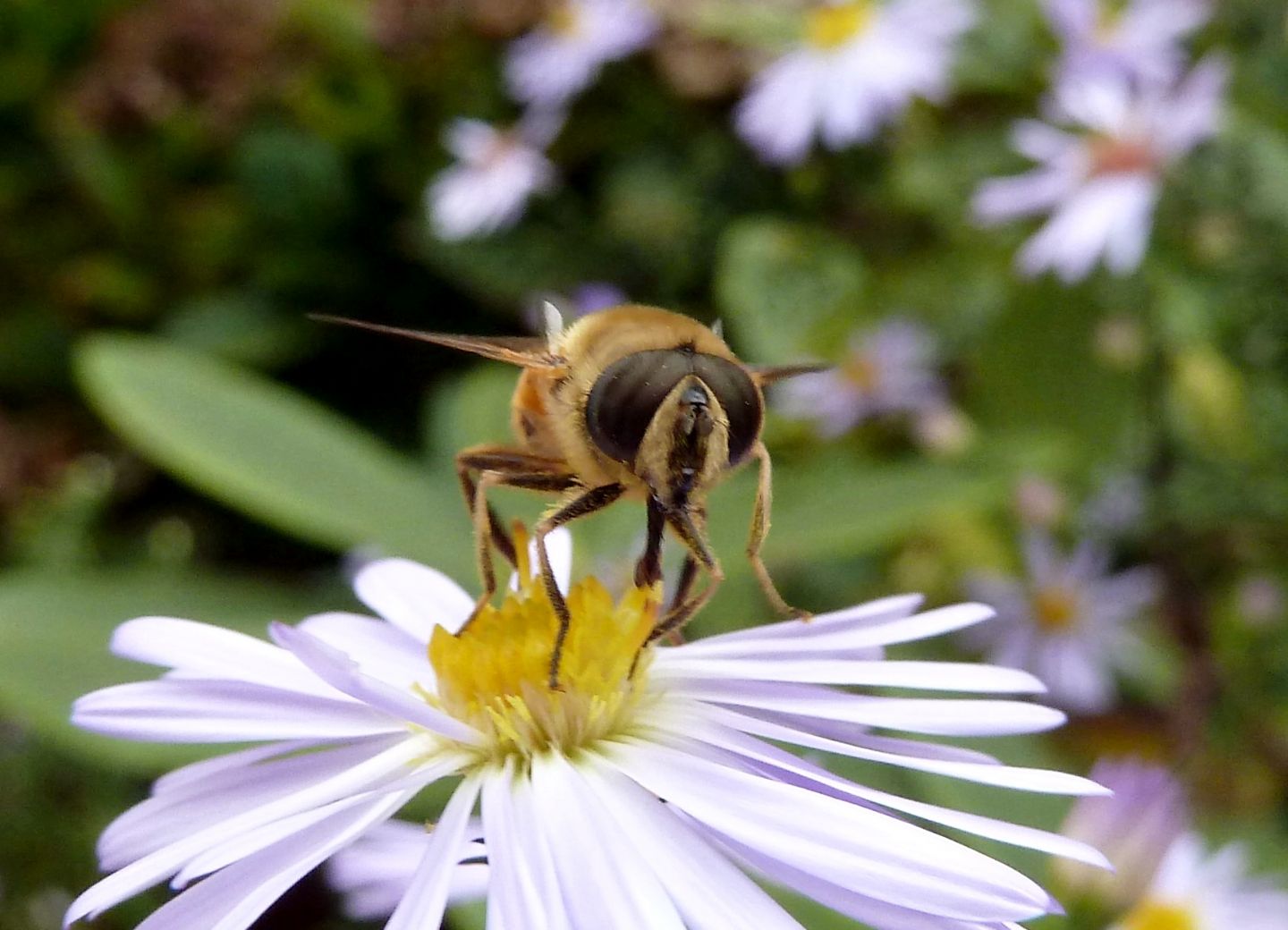 Femmina e maschio di Eristalis tenax